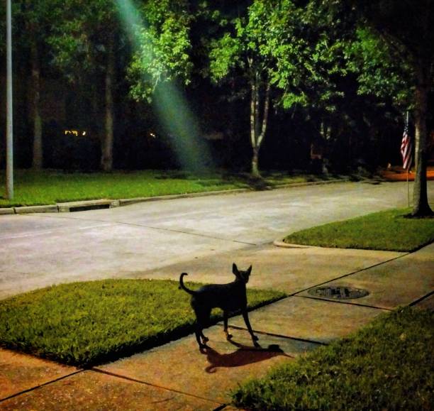 istock Dog Spotlit on Nighttime Sidewalk 895324324