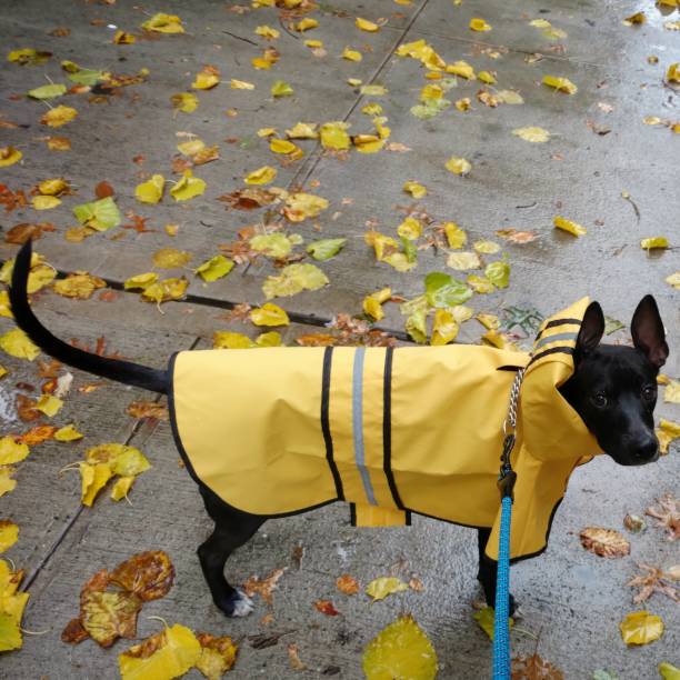 Black Dog in a Yellow Raincoat in Autumn stock photo