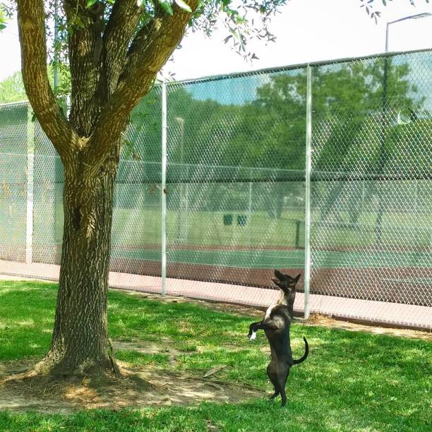 istock Dog Stands Up to Look at Squirrel in Tree 895324558