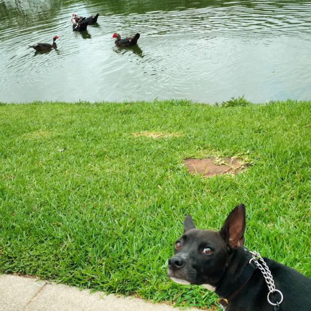 Dog Offended by Rude Ducks stock photo