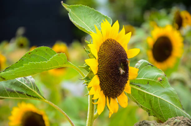 istock helianthus sunflower garden 895329116