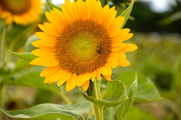 istock helianthus sunflower garden 895331784