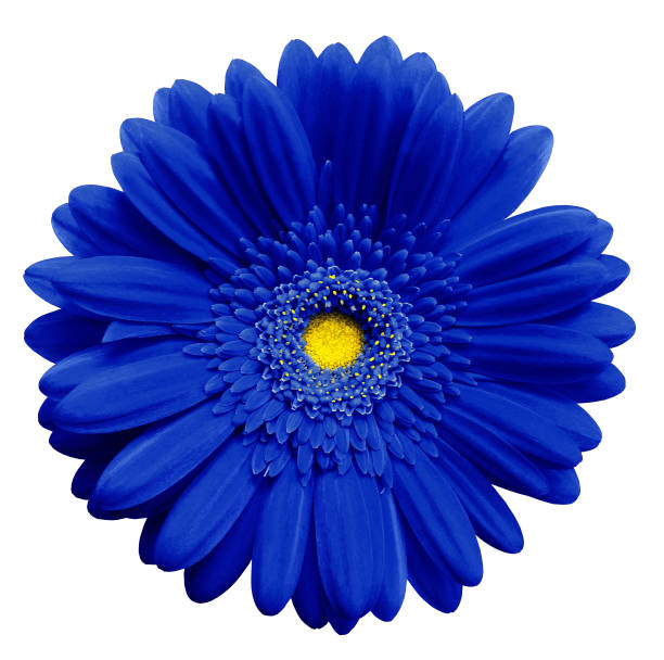 istock Blue  gerbera flower, white isolated background with clipping path.   Closeup.  no shadows.  For design.  Nature. 895354236