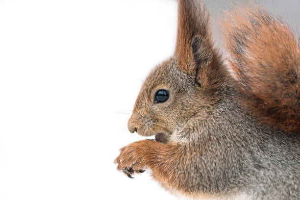 istock red squirrel sitting in white snow with nut, macro view 895369442