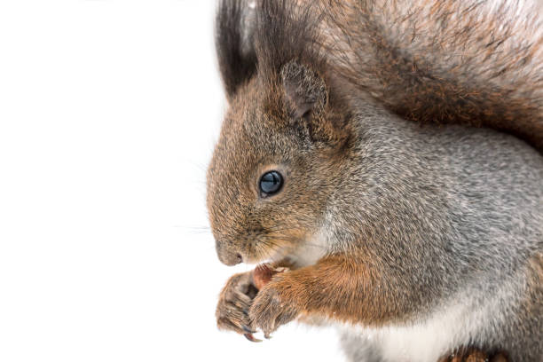istock red squirrel sitting in snow and holding nut, macro view 895369558