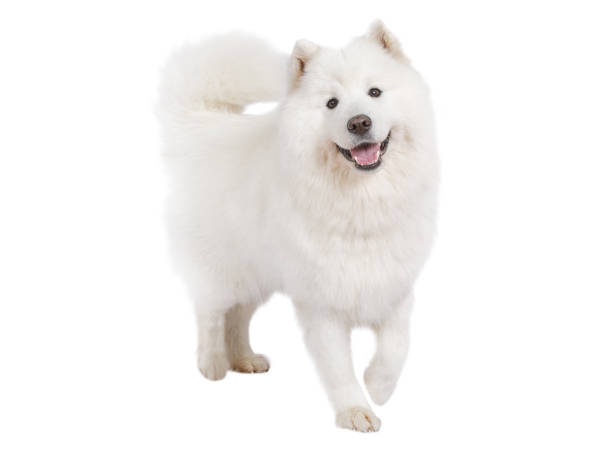 Purebred Samoyed dog, isolated on white