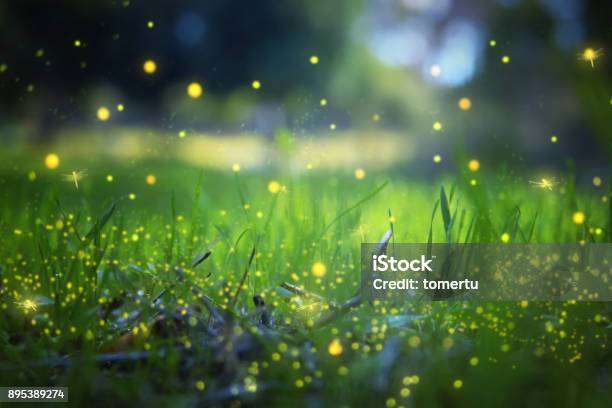 Imagen Abstracta Y Mágica De Luciérnaga Volando En El Bosque De Noche Concepto De Cuento De Hadas Foto de stock y más banco de imágenes de Luciérnaga