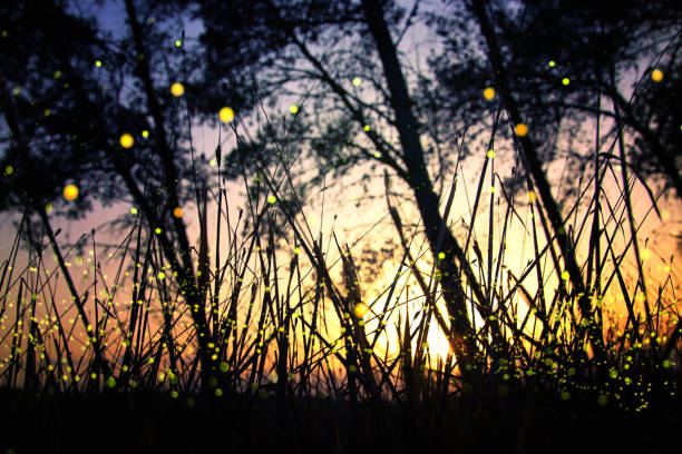 Abstract and magical image of Firefly flying in the night forest. Fairy tale concept. Abstract and magical image of Firefly flying in the night forest. Fairy tale concept firefly forest stock pictures, royalty-free photos & images