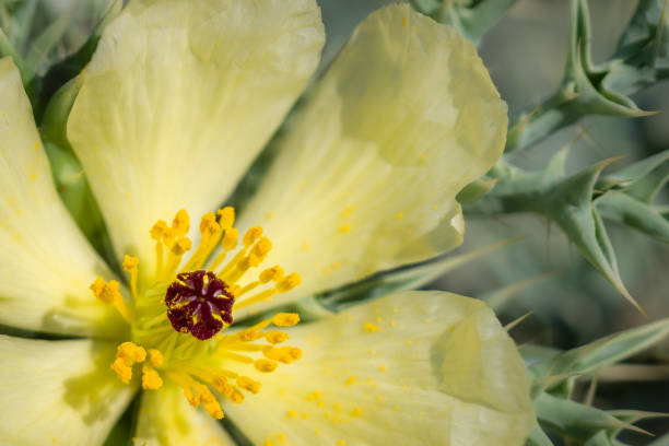 Yellow Mexican Poppy Flower with pollen on petals