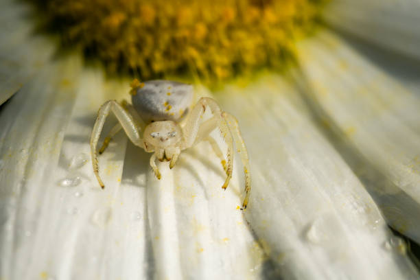 istock White Crab Spider on pollen sprinkled white petals covered in rain 895398190