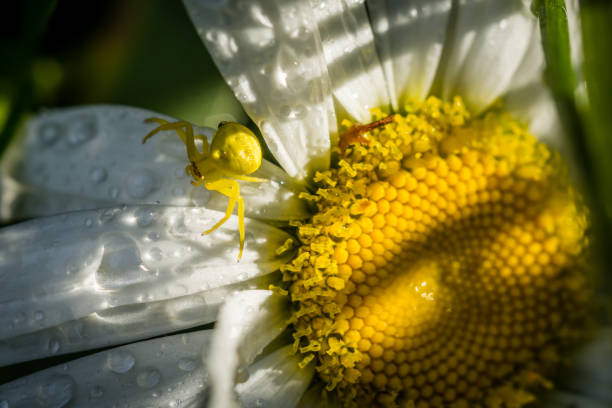 istock Yellow Crab Spider sitting on white flower petal after the rain 895398658