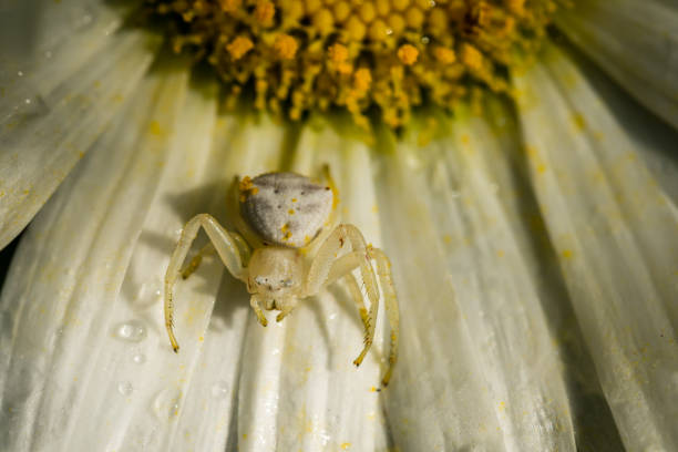 istock White Crab Spider on white flower after the rain 895398900