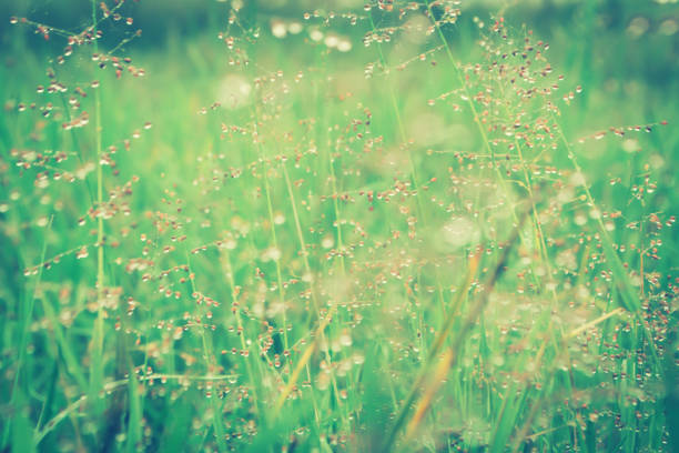 grass flower with dew drops after rain fresh nature background