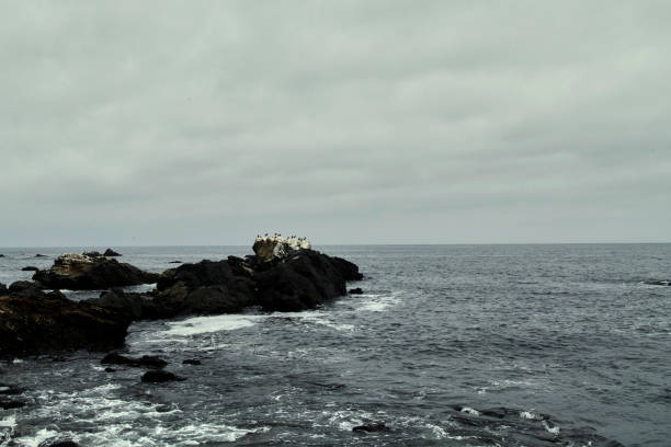 bird on a rock on the ocean Chile
