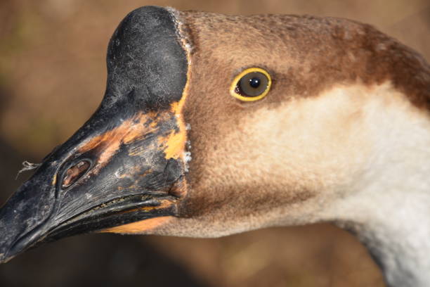 istock beak of Swan 895415004