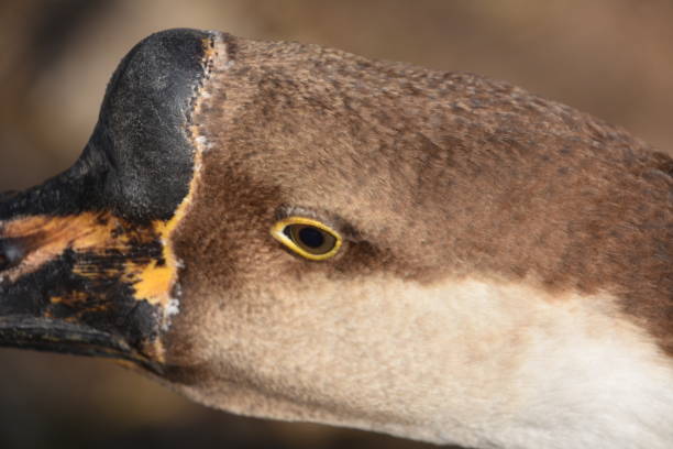 istock beak of Swan 895415018