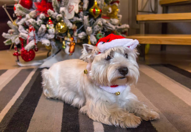 istock West highland white terrier dog in front of Christmas tree 895425022