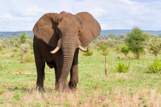 istock Big elephant bull with large tusks approaching over a savannah plain 895427334