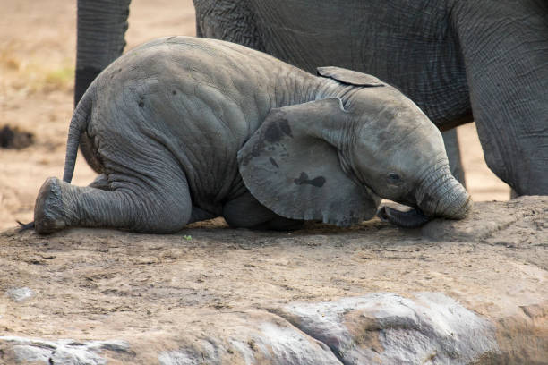 istock Breeding herd of elephant drinking water at small pond 895427488