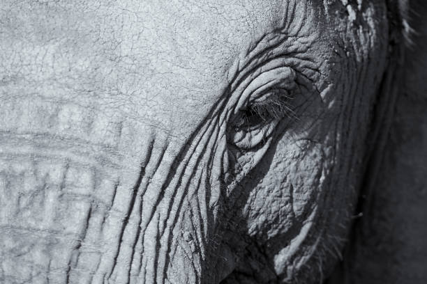 istock Elephant head and eye close-up with detail artistic conversion 895427506