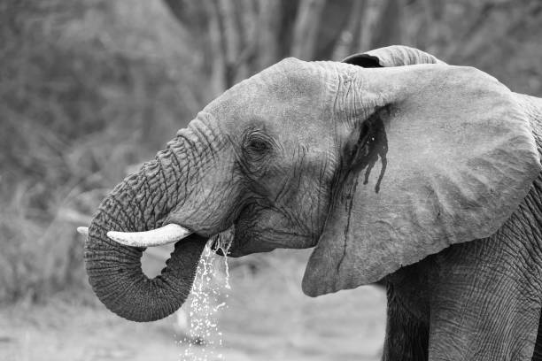 istock Breeding herd of elephant drinking water at small pond 895427582