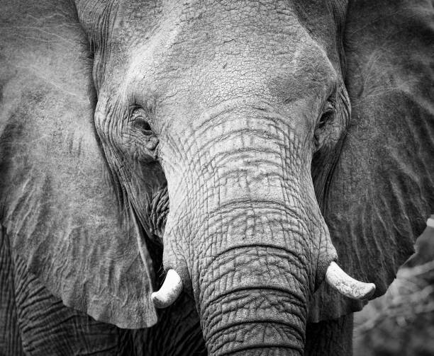 istock Elephant teeth and mouth close-up with detail in artistic conversion 895427746