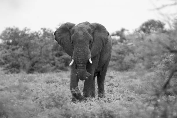 istock Big elephant approaching along a road tusks trunk artistic conversion 895429832