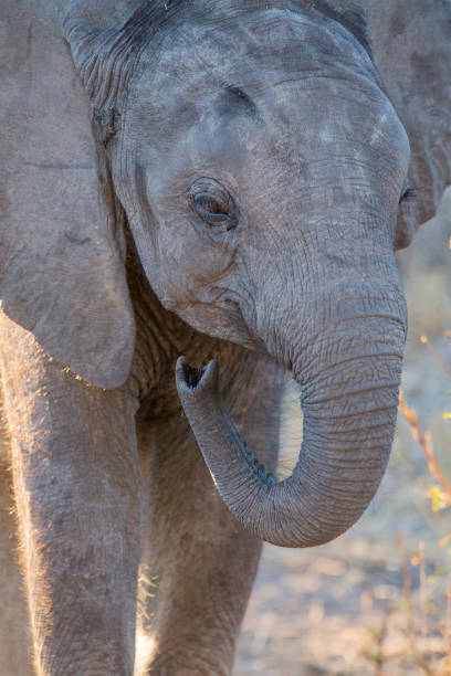 istock Elephant drinking and splashing water on a dry and hot day 895430164
