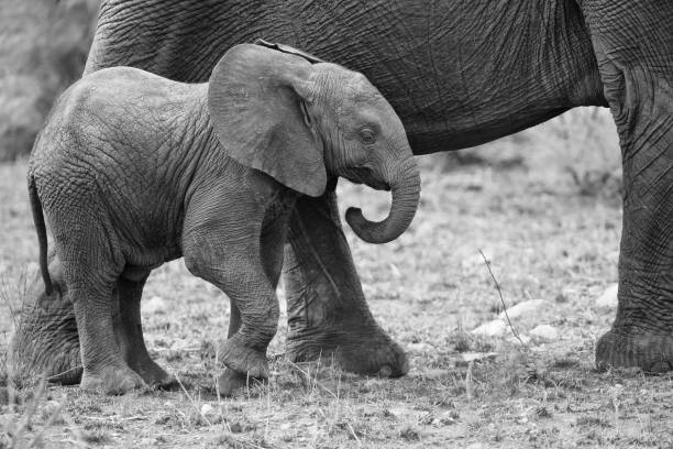 istock Breeding herd of elephant walking and eating on short brown grass 895430326