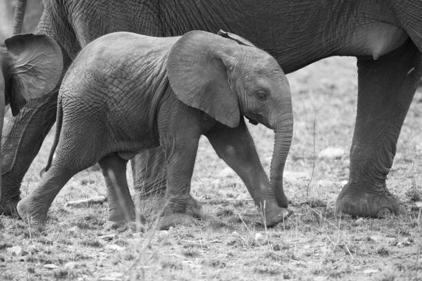 istock Breeding herd of elephant walking and eating on short brown grass 895430348