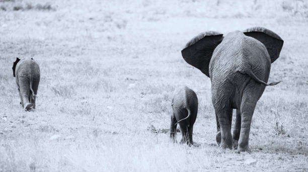 istock Breeding herd of elephant walking and eating on short brown grass 895430350