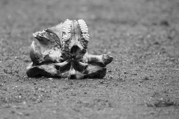 Elephant skull laying on dry ground in the harsh sun artistic conversion
