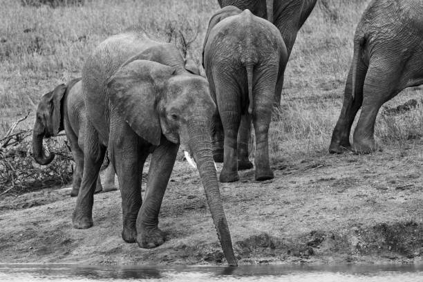 istock Young elephant drink water with long extended trunk artistic conversion 895430428