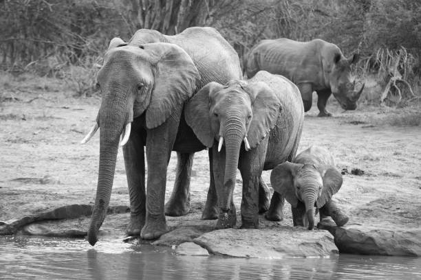 istock Breeding herd of elephant drinking water at small pond 895430478
