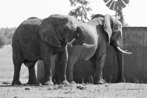 istock Two huge elephant bulls stand close to a reservoir artistic conversion 895432562