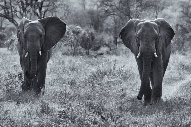 istock Two elephant bulls walking through the bush artistic conversion 895432660