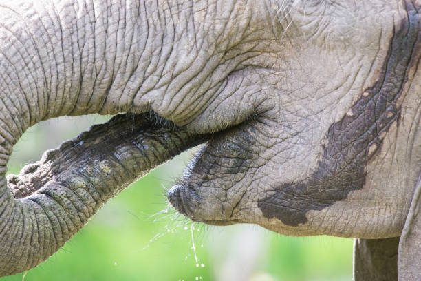istock Close-up of elephant mouth drinking water with trunk artistic 895432746