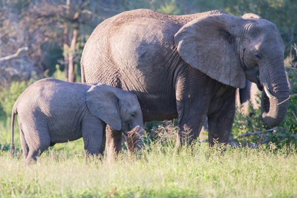istock Elephant cow and small calf feeding on long green grass 895432750