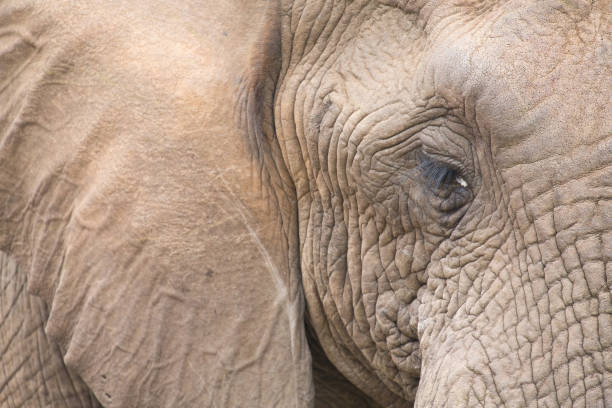 istock Elephant head and eye close-up with detail 895432804