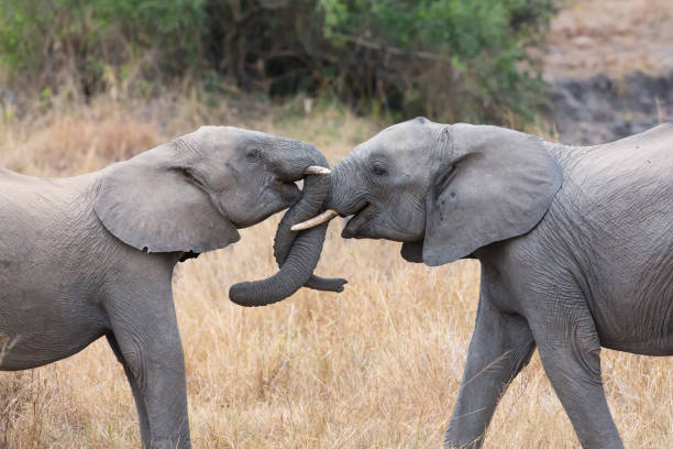istock Elephant head and eye close-up with detail artistic conversion 895432878