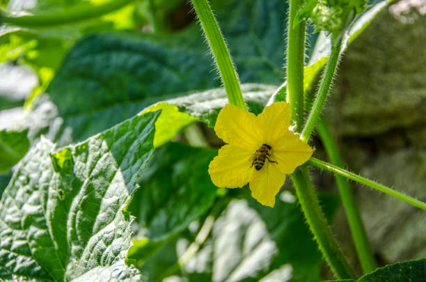 istock Cucumber flower – organic cucumber plant 895433238
