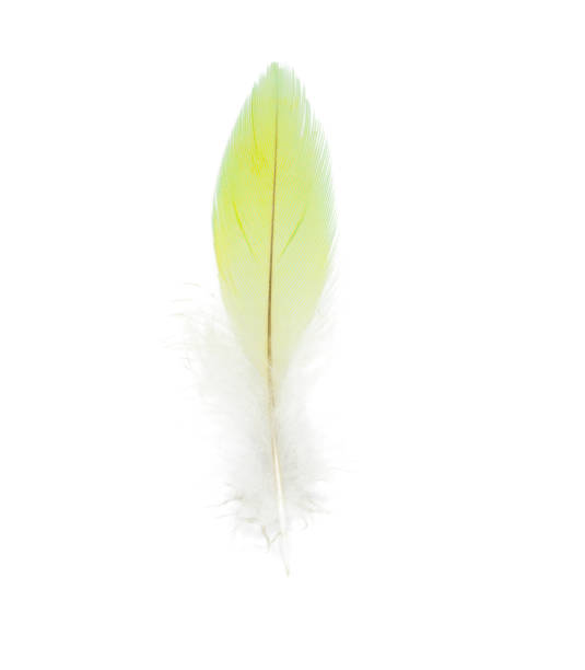 istock Beautiful light green feather isolated on white background 895437468