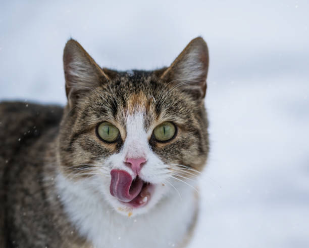 istock Cat licking in the winter outdoors 895437716