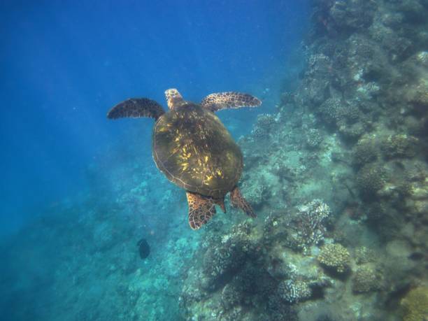 istock Honu Turtle, Maui, Hawaii, USA 895445368