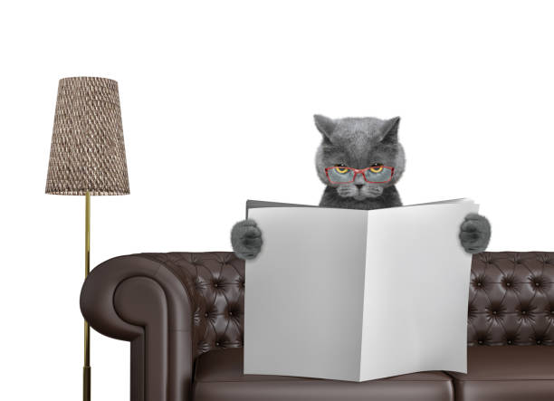 istock Cute cat reading newspaper with space for text on sofa in living room. Isolated on white 895445436