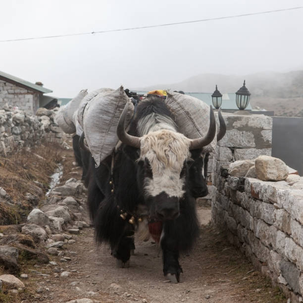 duży czarny nepalski jak z białą głową niosący ciężki ładunek w odległej himalajskiej wiosce. - 13633 zdjęcia i obrazy z banku zdjęć