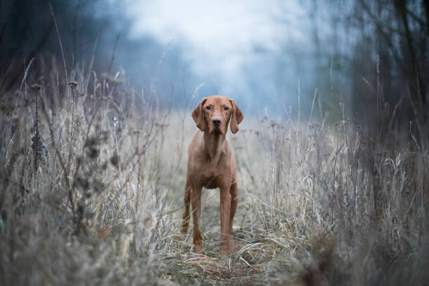istock Hungarian hound vizsla dog 895448078