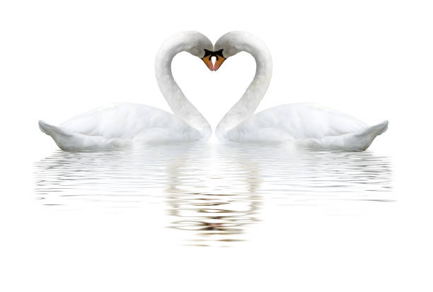 images of two white swans on lake