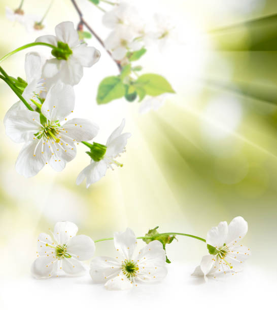istock image of blooming branch in garden close up 895450930