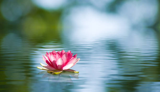 Photo of Beautiful lotus flower on the water in a park close-up.